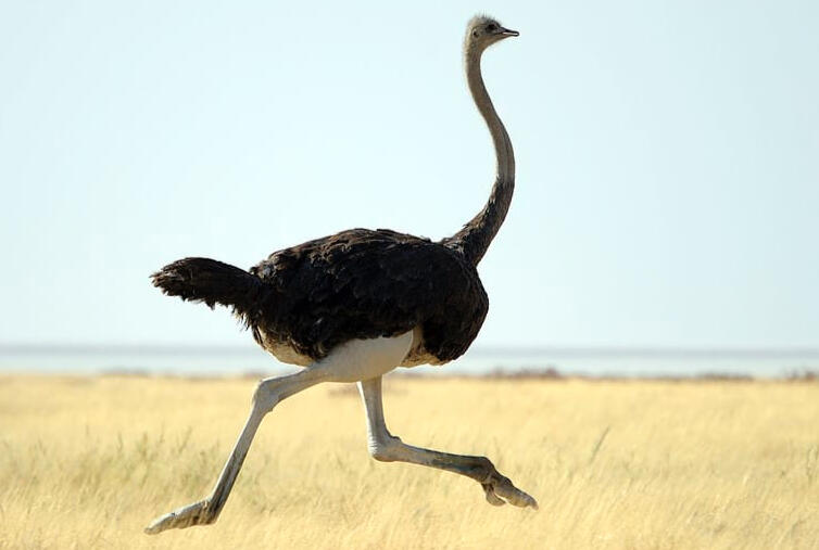 The Ostrich